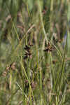 Sturdy bulrush